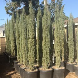 Italian Cypress 8-9 Feet Tall When Planted 20 Gal