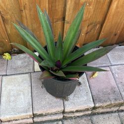 Pineapple Clam Plant