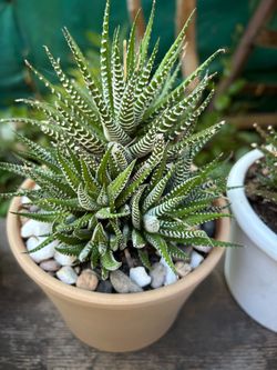 Cactus zebra $10 each