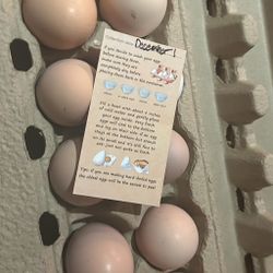 Fresh Eggs