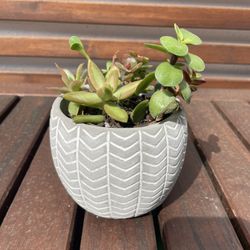 Succulent