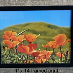 Framed Print California Poppy