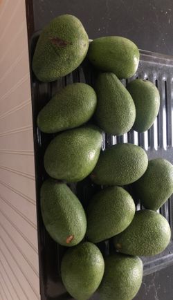 Avocados