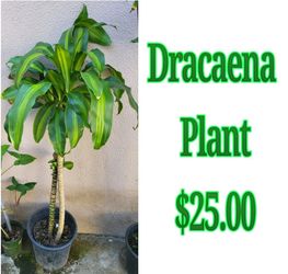 Dracaena Plant 