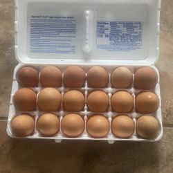 Fresh Eggs