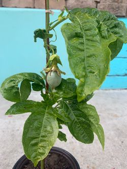 Passion Fruit seedlings (purple), already fruited