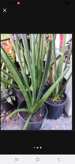 Rare Snake Plants Houseplants Sanseveria
