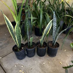 Snake Plants 