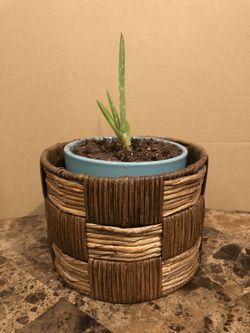 Aloe plant in a basket