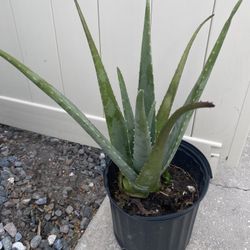 Aloe Vera Plant