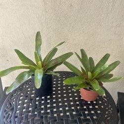 Bromeliad Plant 