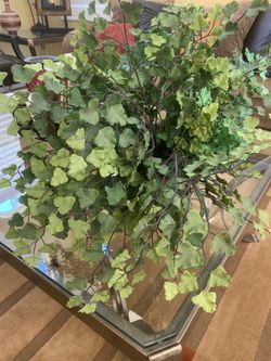 Silk Plant