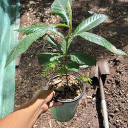 Loquat Japanese Plant