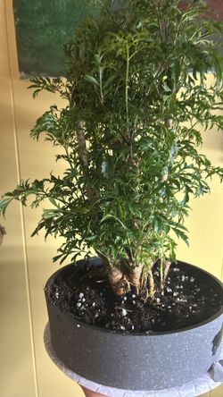 Ming Aralia Bonsai 