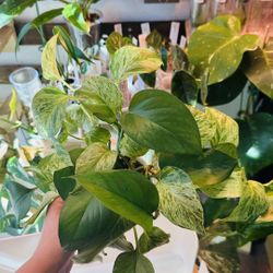 Snow Queen Pothos for Sale – $10 (Firm) [ Houseplant - Indoor plant - Potted plant -  Live plant - Plant sale - Starter Plant