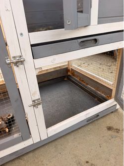 Chicken coop , Guinea pig