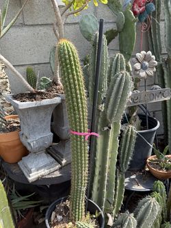 Different  types  of cactus
