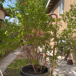 Árbol Grande 15galones Para Los Guriones 