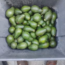 15 Zutano Avocados For $10 San Jose Grown Organic