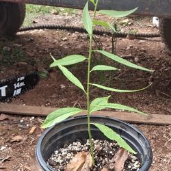Peach Tree And Nectarine Saplings 