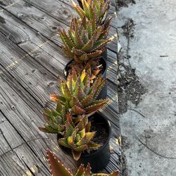 1 Gallon Succulents 4.00 Each 