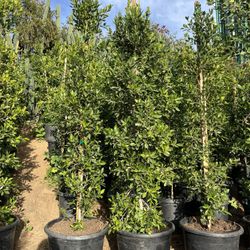 Ficus Privacy Trees Hedges 