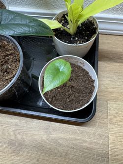 Alocasia Platinum “Bisma”