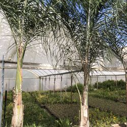 Queen Palm Tree 