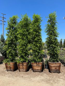 Ficus Nitida Indian Laurel 11’-12’