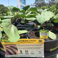 Japanese Ichiban Long Eggplant Starter Plant