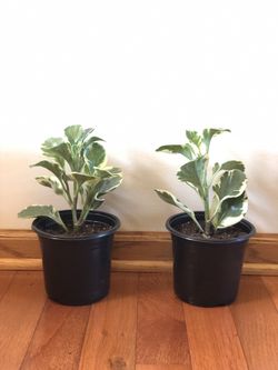 Radiator (Baby Rubber) Plants