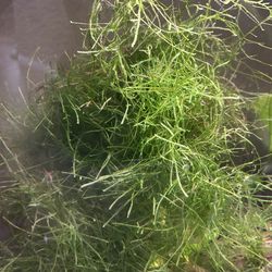 Java moss aquarium plants