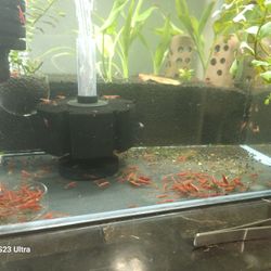 Red Decorative Shrimp (Cherry Shrimp)
