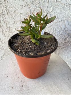4 Inch Pot Succulent Plant - Crassula Rubricaulis -  Butterfly Bush - Rooted & Established Plant - Drought Resistant - 🪴