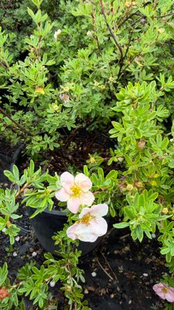 Potentilla Bushes