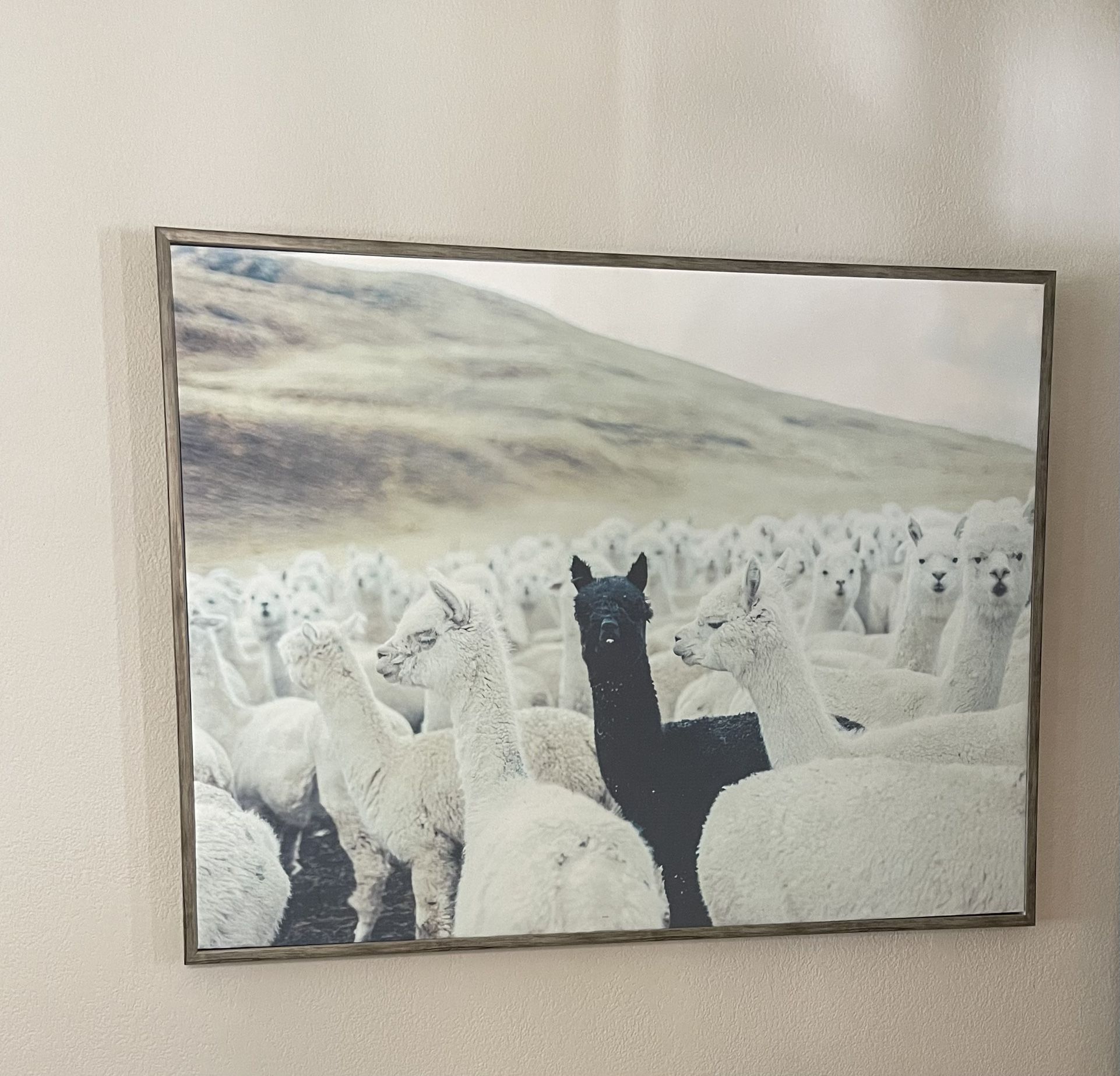 World Market large Alpaca wall art!