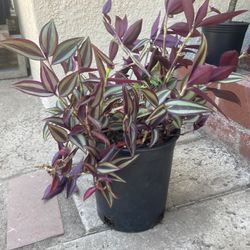 Various Plants