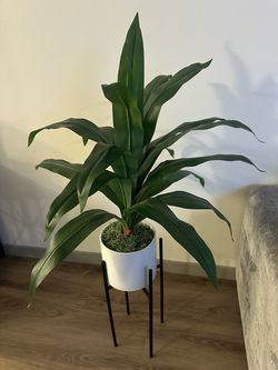 Plant