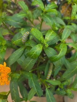 🐛🦋🌼Hello Yellow, Butterfly Milkweed Plant 🌼🦋🌼🐛🦋🐛