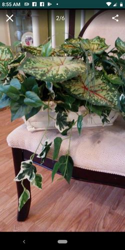 3 matching Kirkland plants in vase