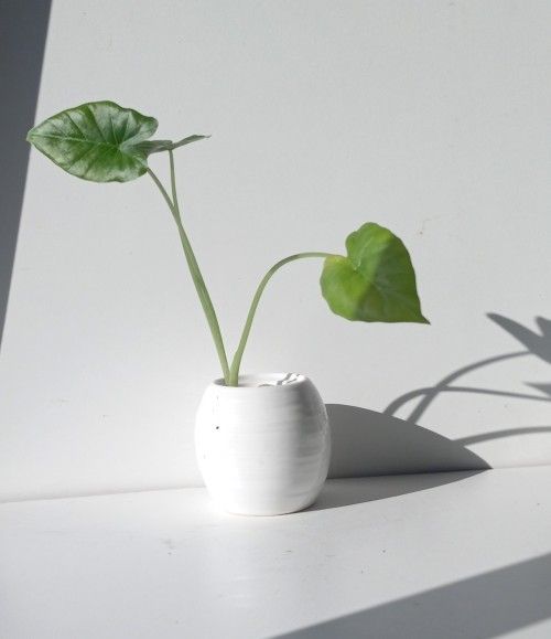 Alocasia odora 'California' starter plant/ Indoor Plant/ House Plant Flower Patio Garden