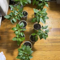 Pepper Plants