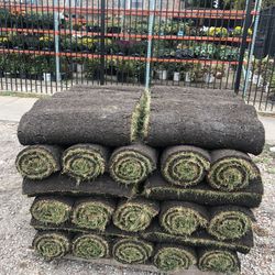 Fresh Sod - Kentucky Blue Grass