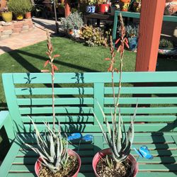 BLUE ELF Aloe Succulent Plants 