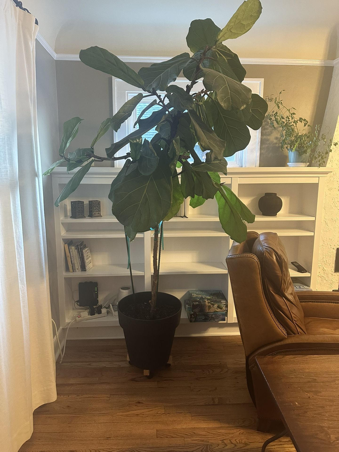 Large Fiddle-leaf Fig Tree