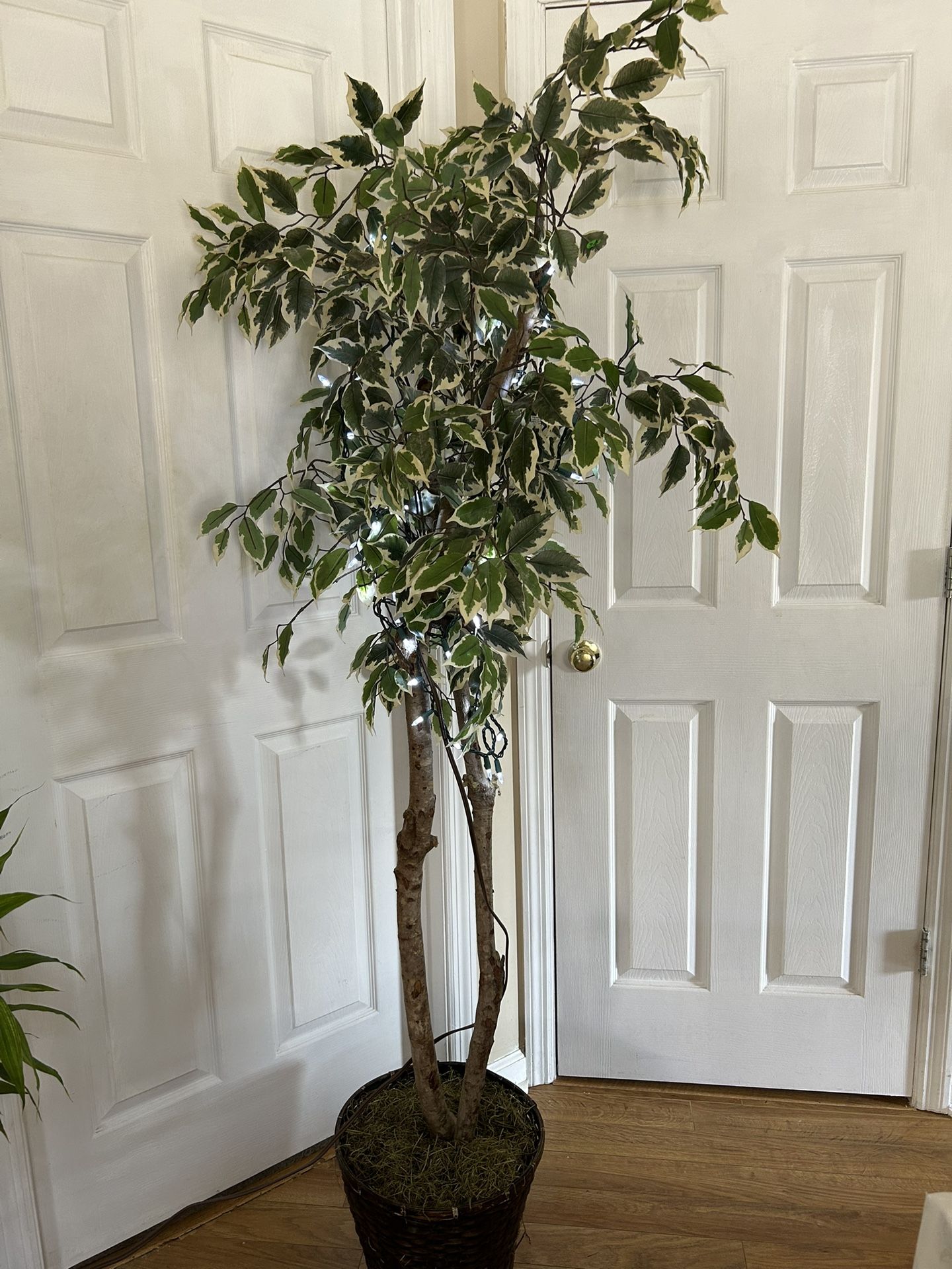 Big Decoration Plant With Light