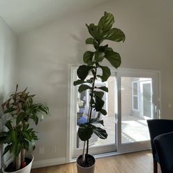 Fiddle Leaf Fig Tree 