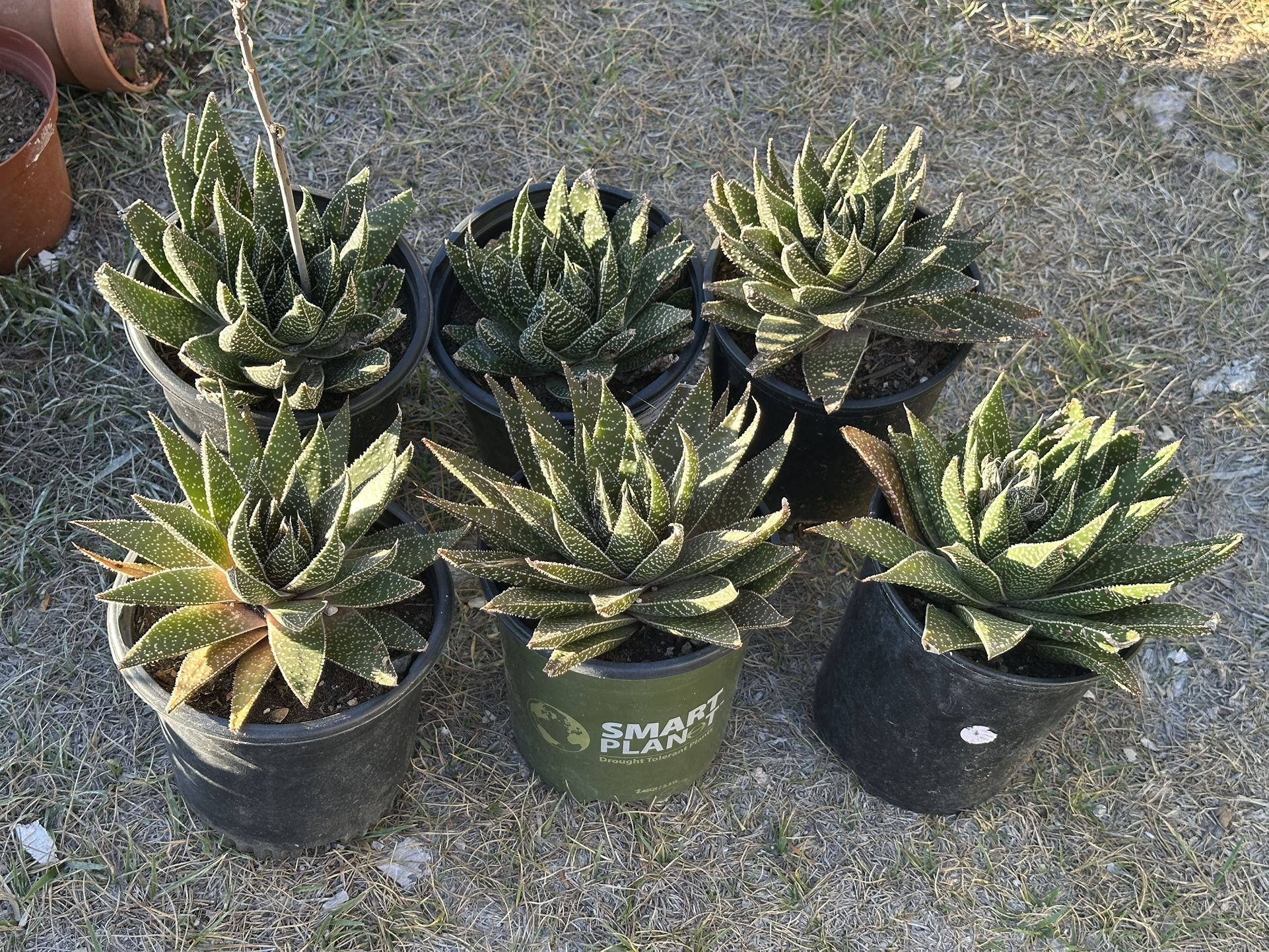Succulents - $3 Each