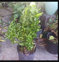 Macho Fern potted plant Landscape Plant