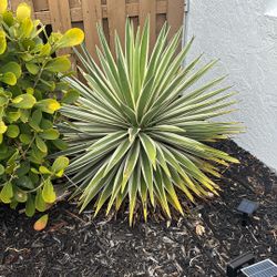 Caribbean Agave 